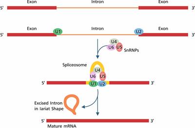 Alternative splicing: transcriptional regulatory network in agroforestry